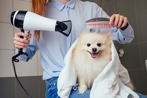 Grooming Services