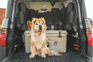Pet Transportation