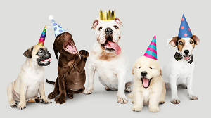 Pet Events