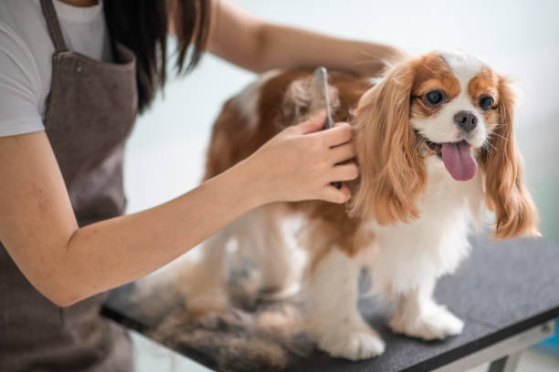 best pet grooming and care service service