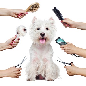 Pet Salon