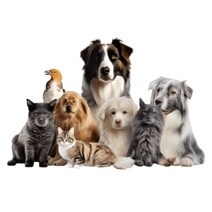 Pet Sitting & DayCare