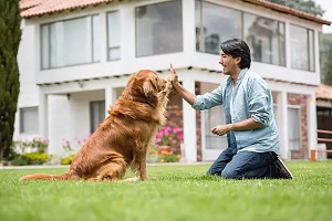 Pet Training