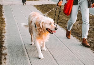 Pet Walking